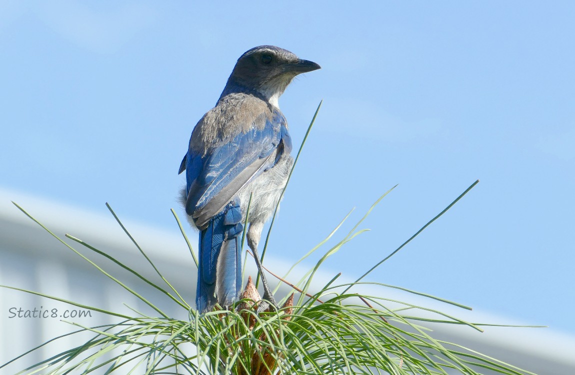 Scrub Jay at the top of a pine branch