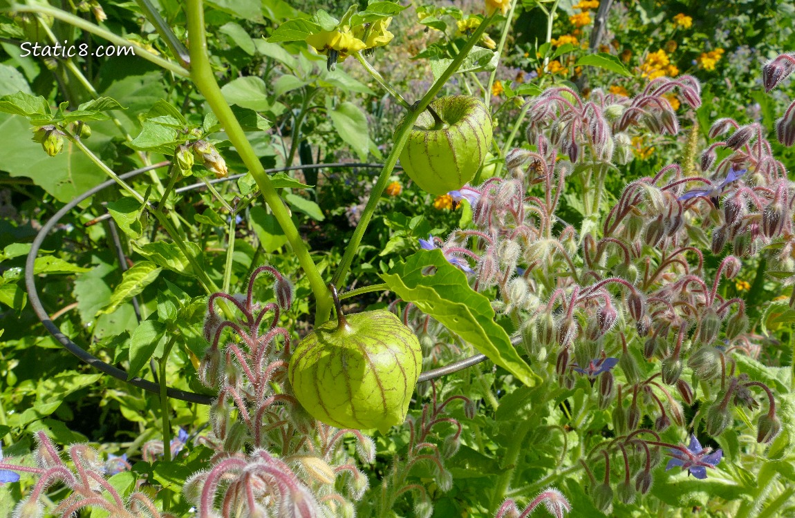 Tomatillos growing on the vine