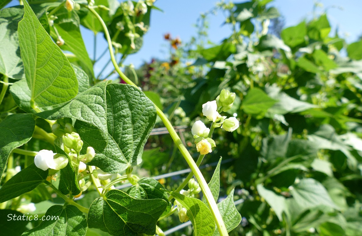 Bean blossoms