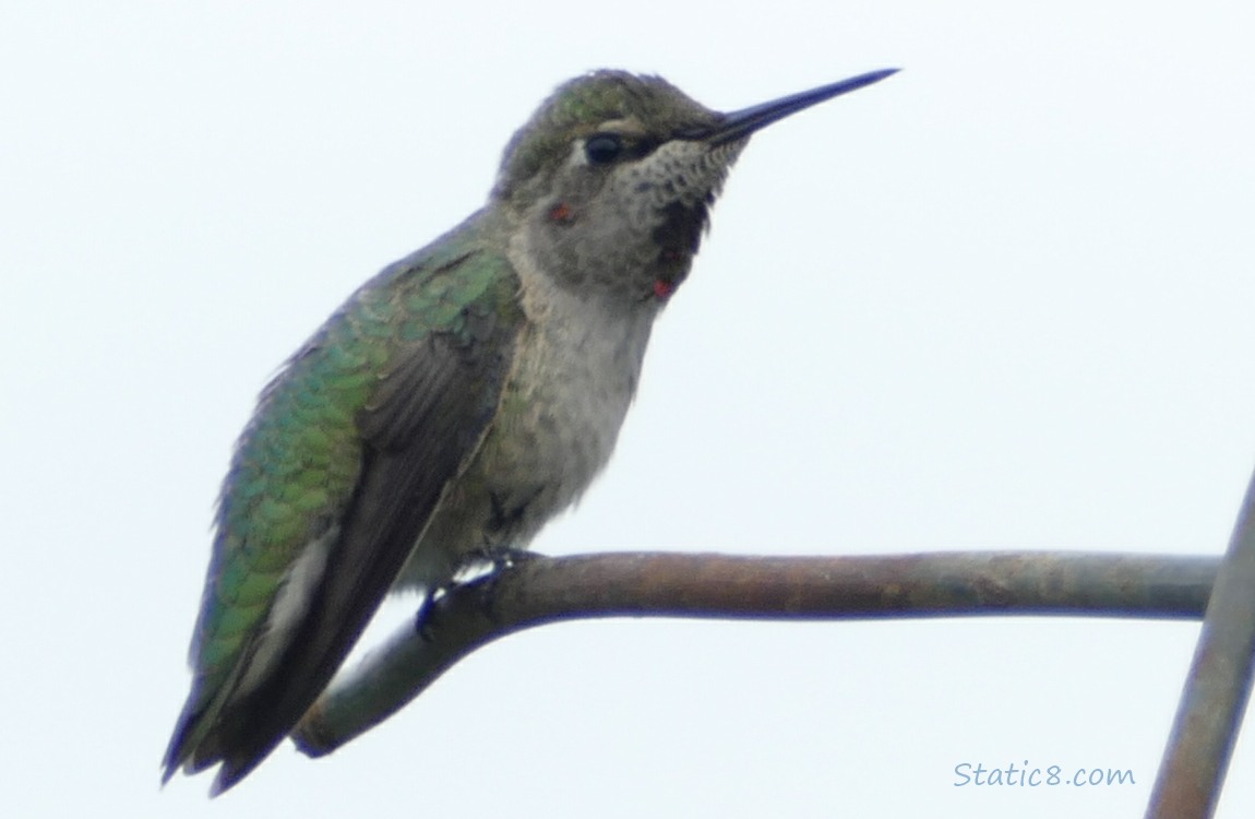 Immature male Anna Hummingbird