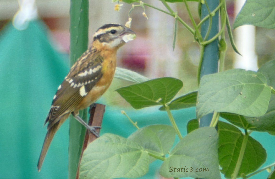 Black Headed Grosbeak fledgling standing on a post eating a bean blossom