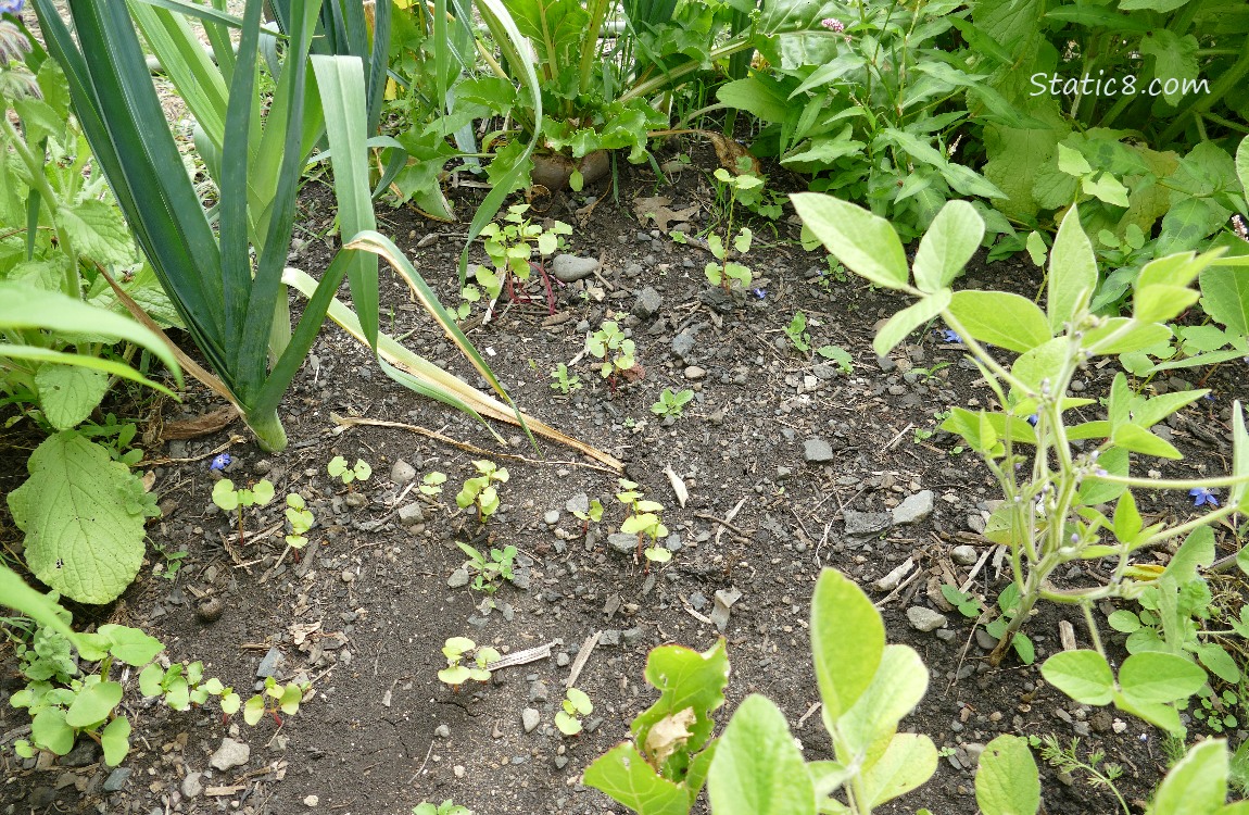 Seedlings surrounded by bigger Leeks and Soybean plants