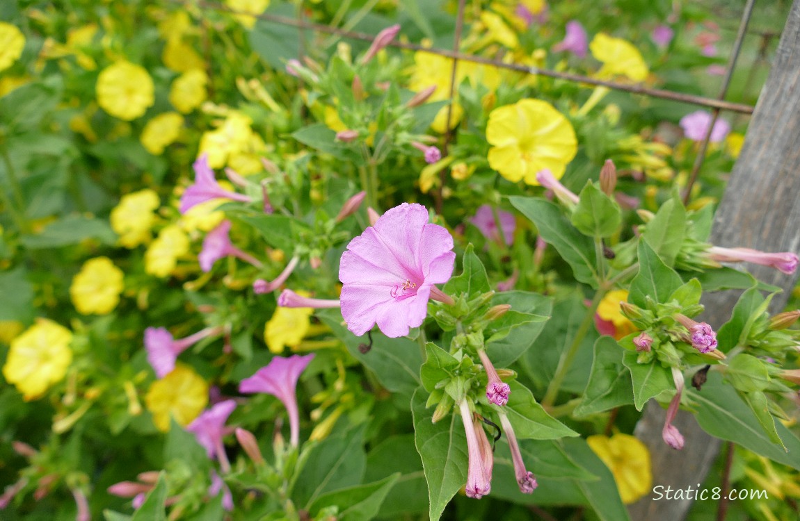 Four OClock blooms in yellow and pink