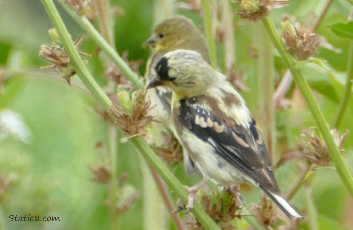 Two Goldfinches standing on a Chicory branch