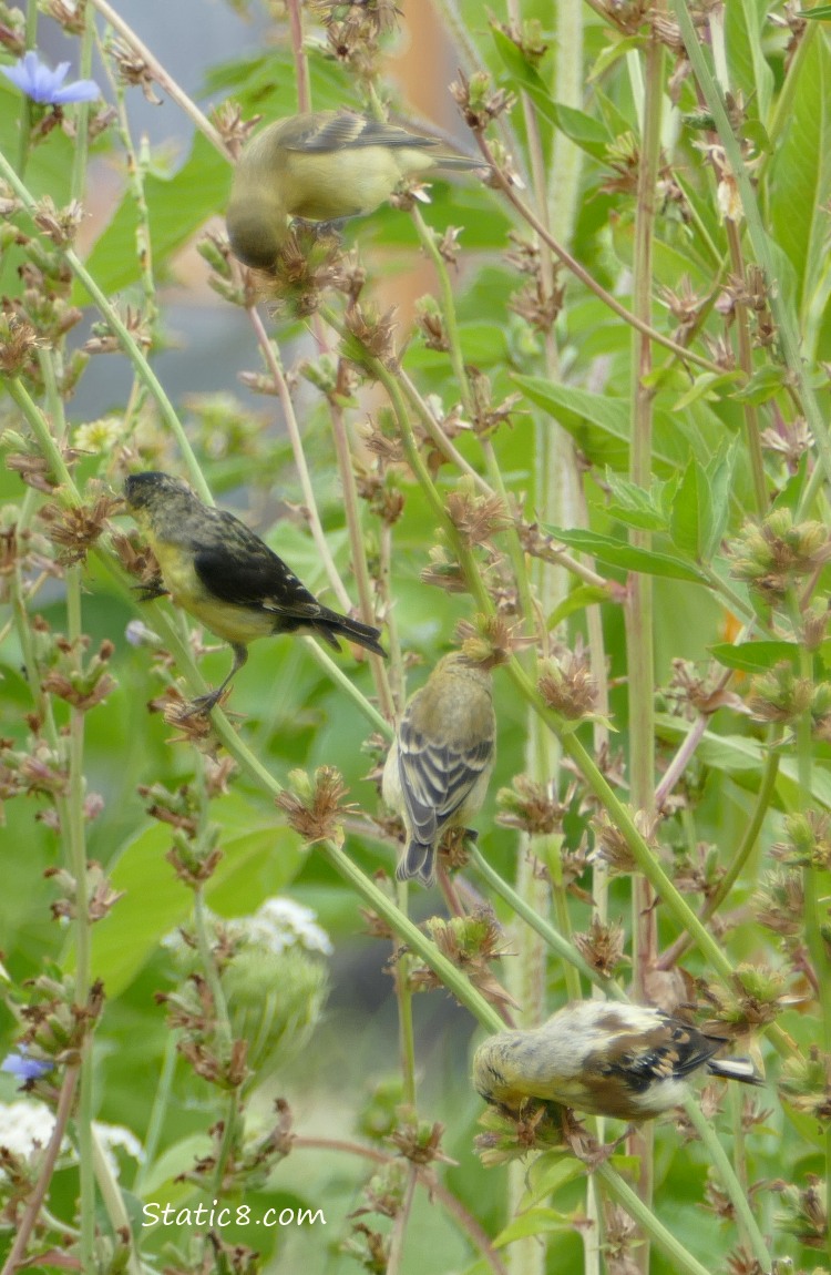 Goldfinches on Chicory