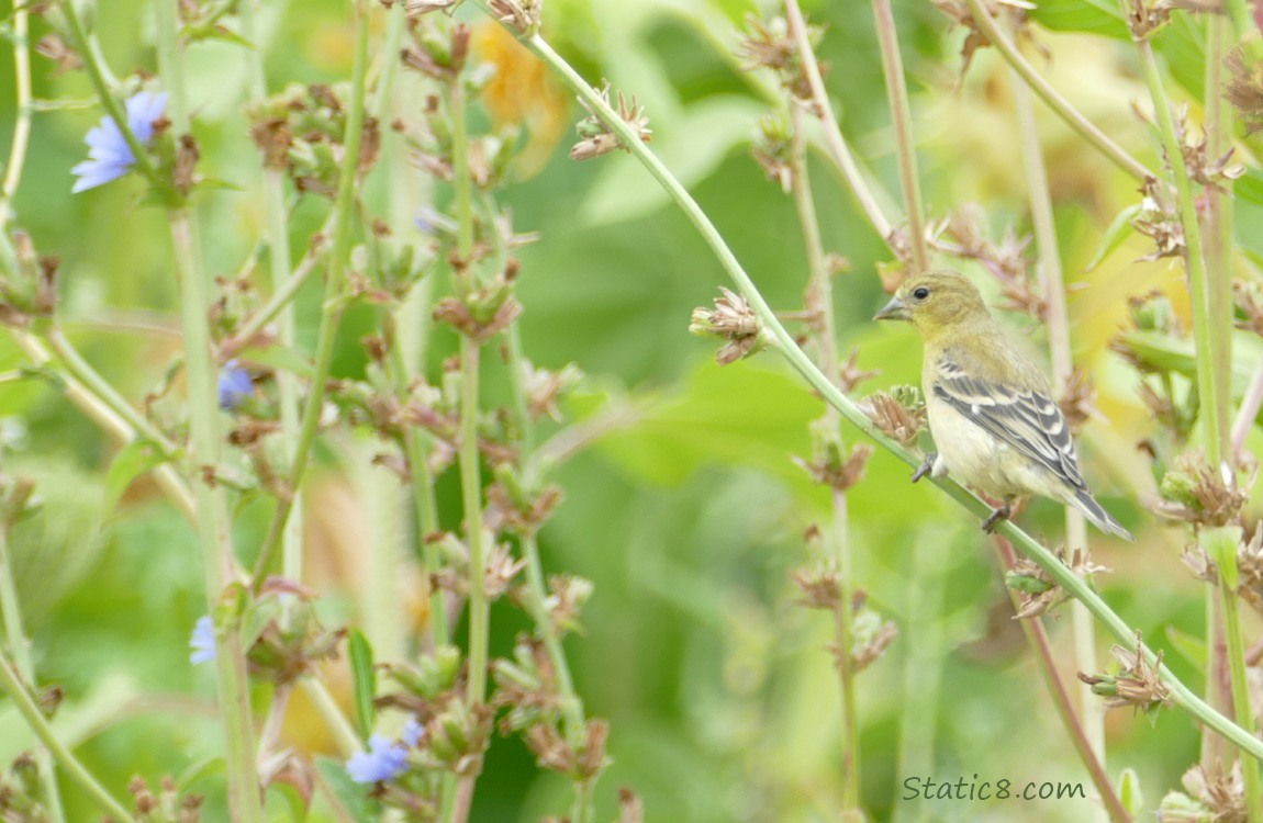 Lesser Goldfinch standing on a Chicory branch