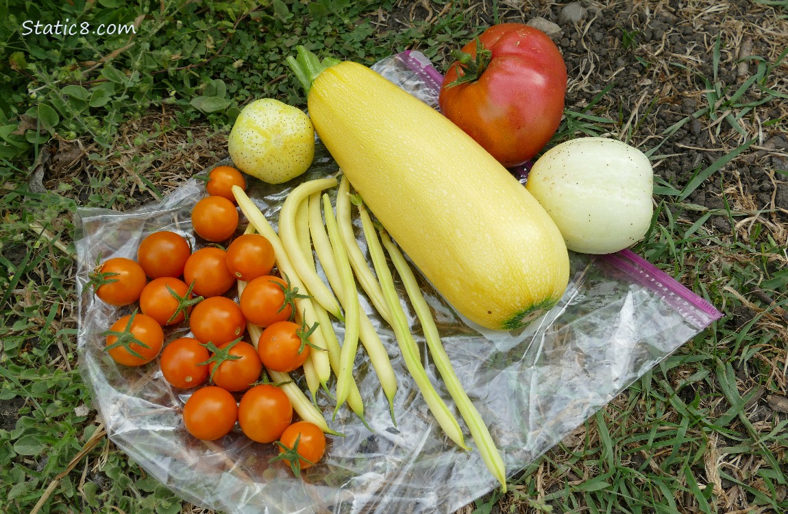 Harvested veggies laying on the ground