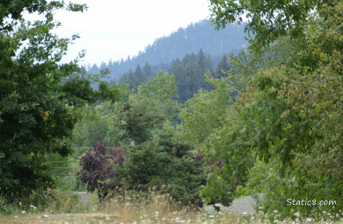 trees on the hill