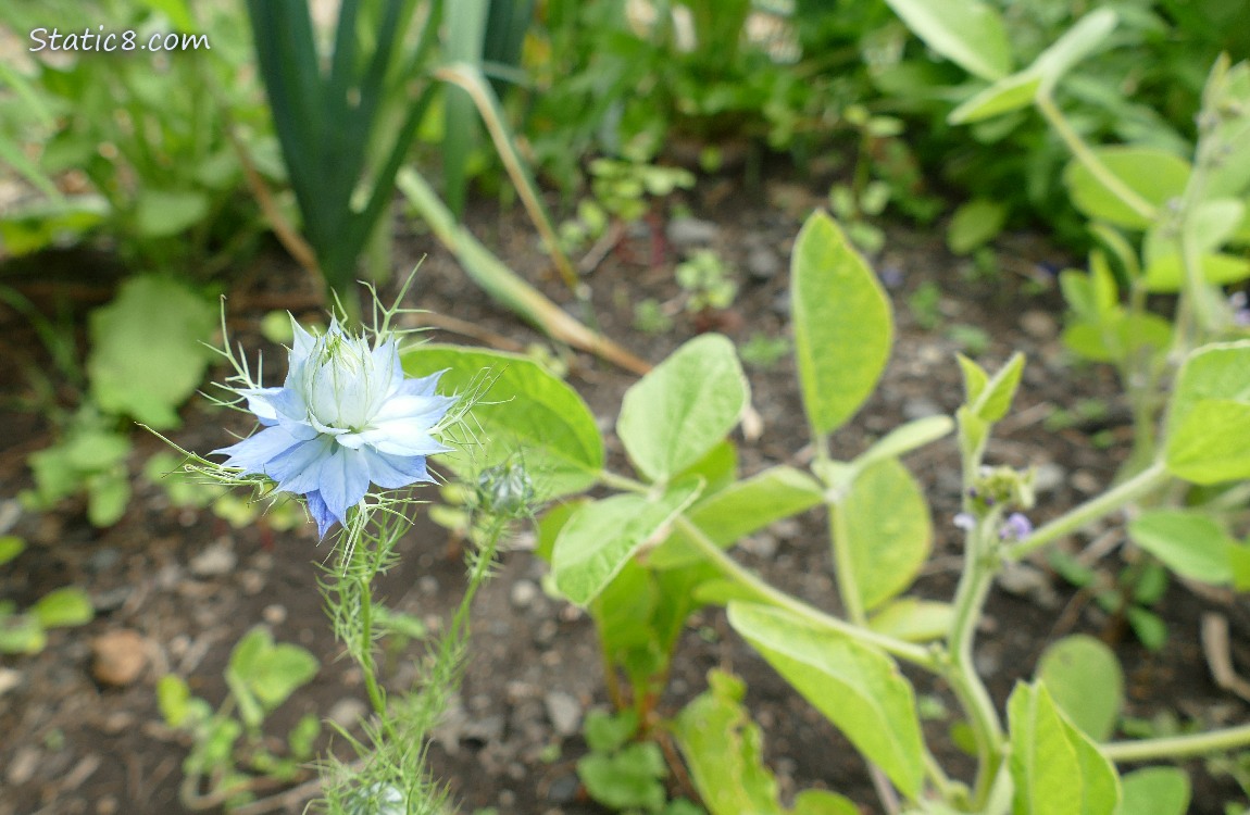 Love in a Mist blooming next to small soybean plants