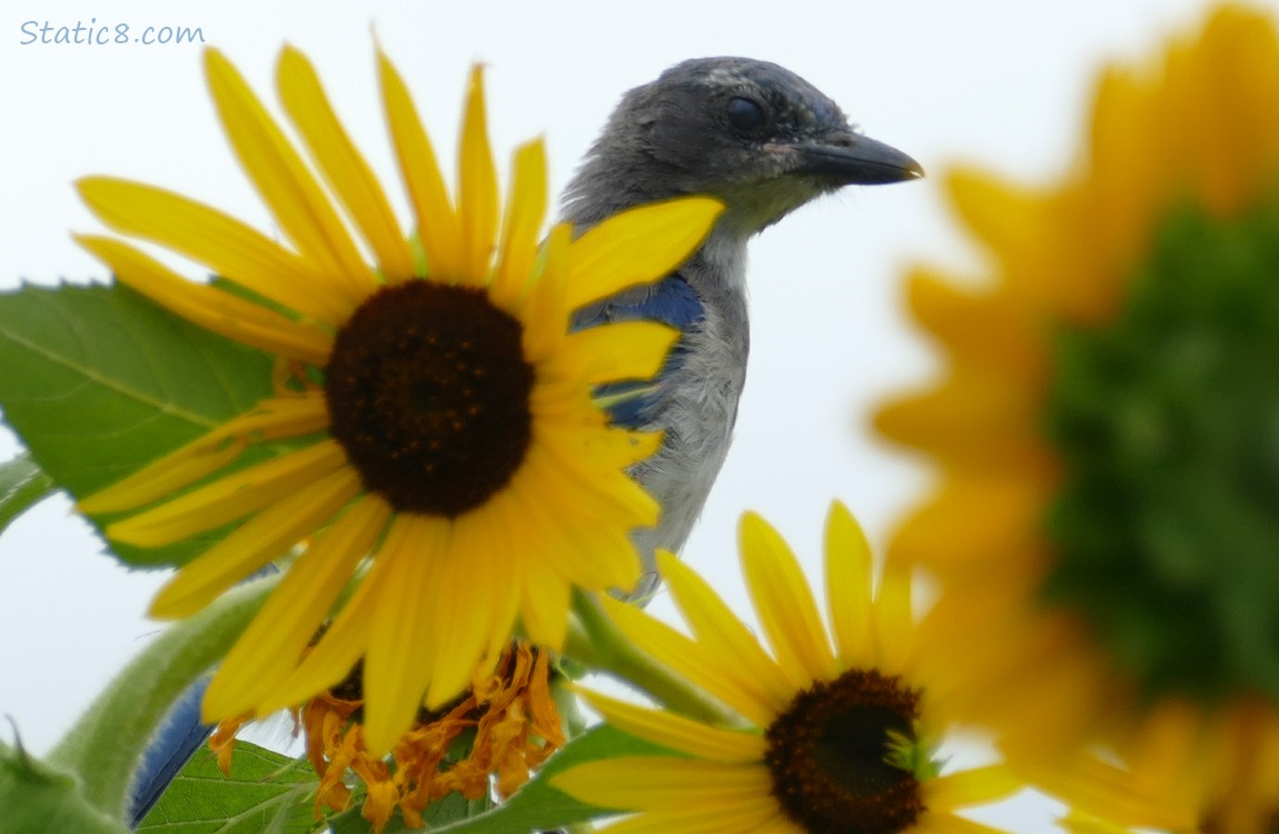 Scrub Jay fledgling standing in Sunflower blossoms