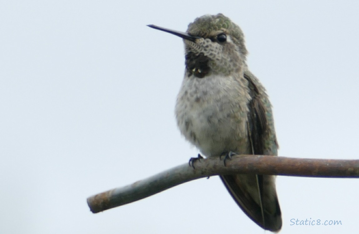 Anna Hummingbird, standing at the top of a wire trellis