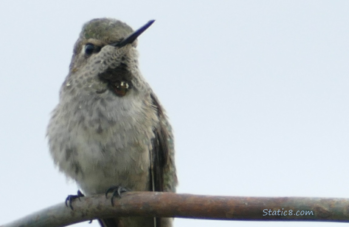 Anna Hummingbird, standing at the top of a wire trellis