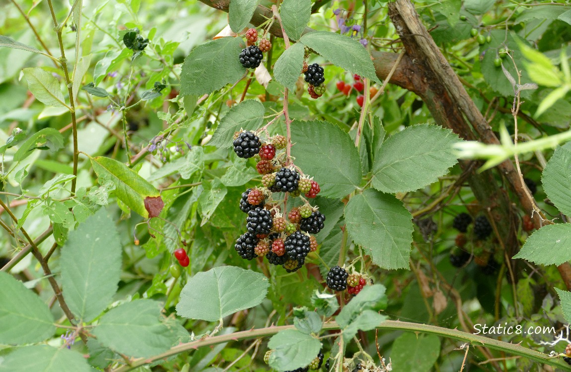 Blackberries