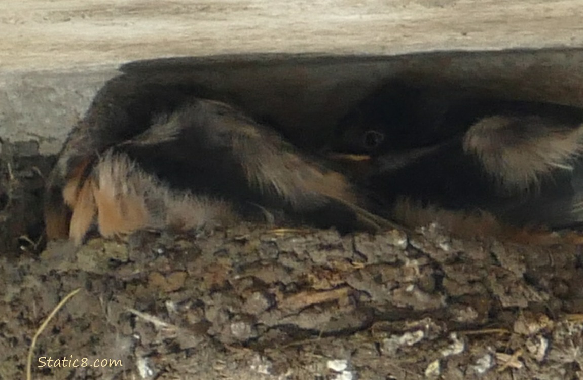 Barn Swallow fledglings in the nest