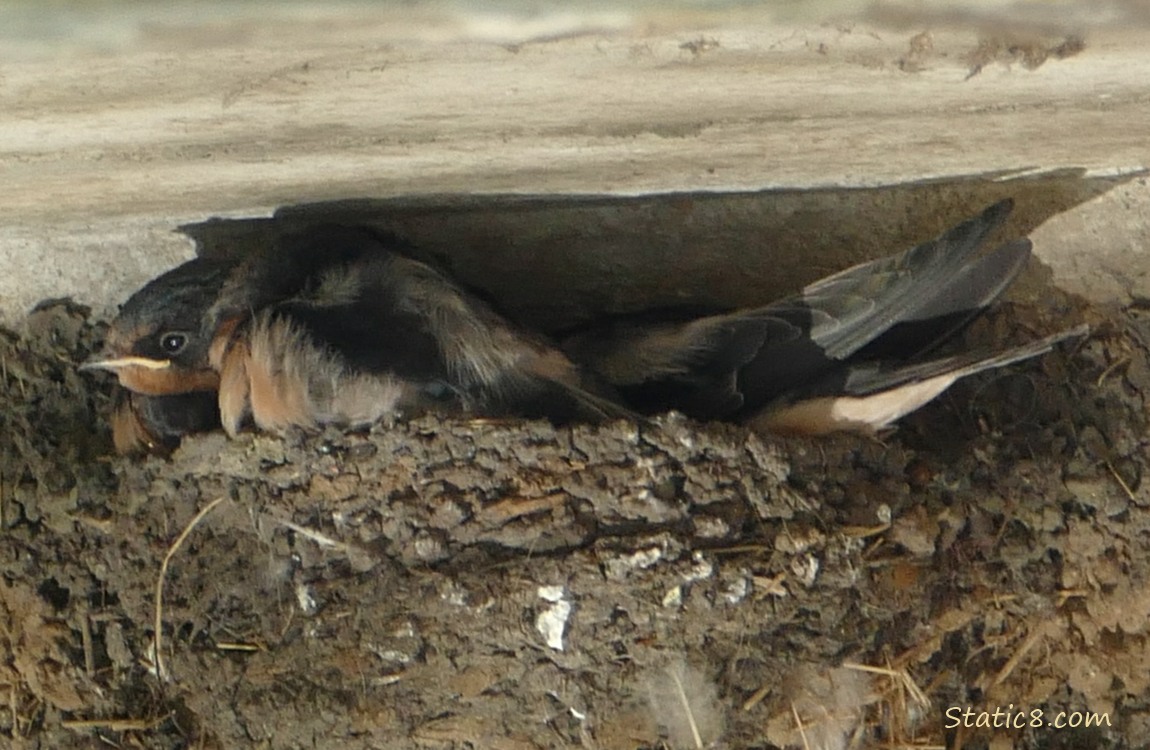 Barn Swallow fledglings in the nest