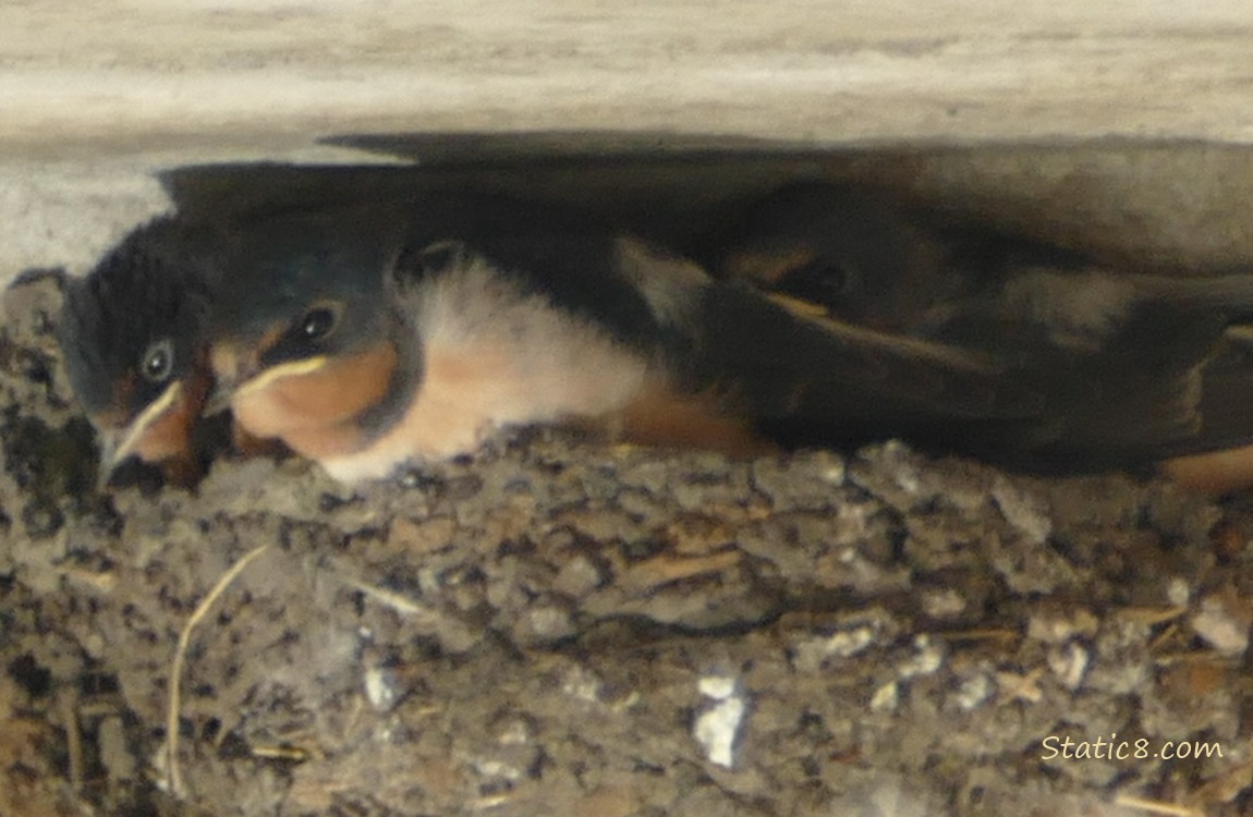 Three Barn Swallow fledglings in the nest