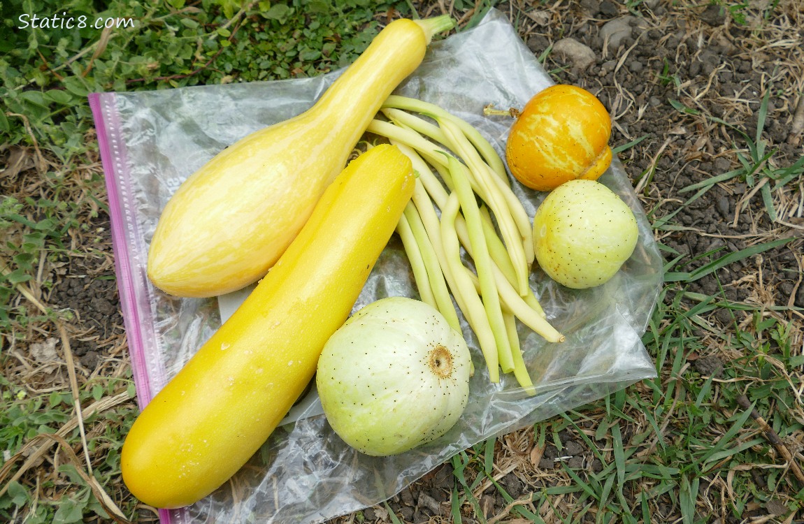 Harvested veggies laying on the ground