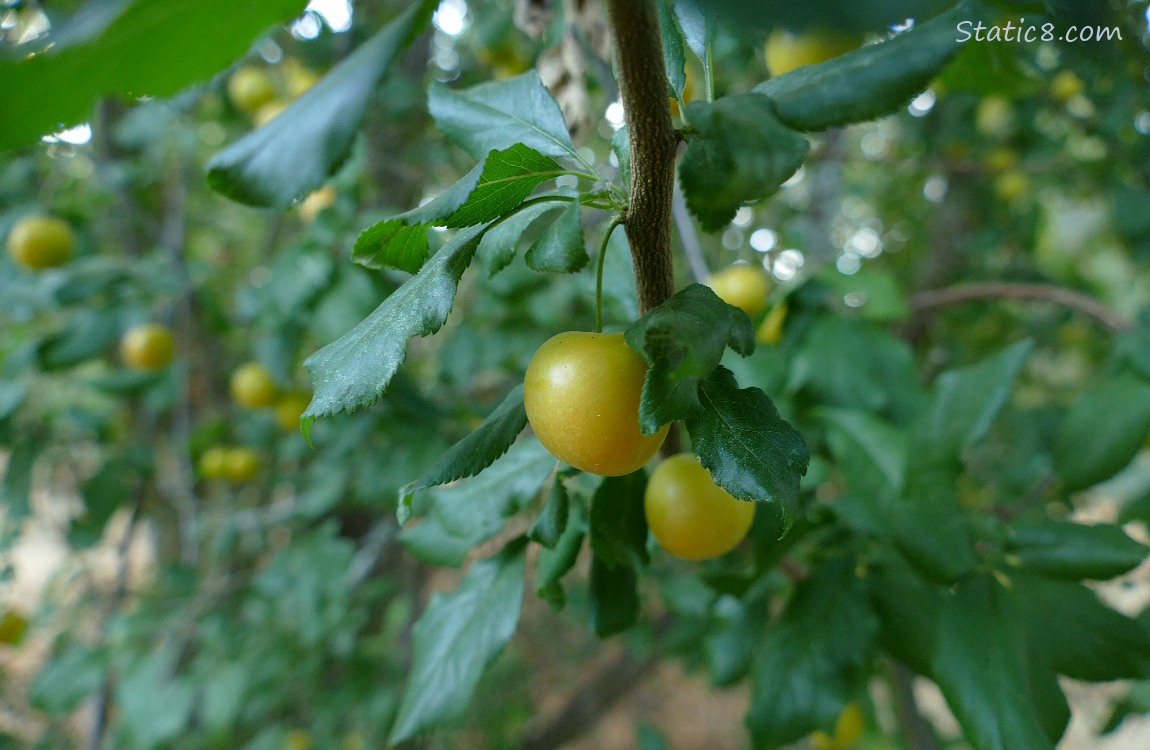 Close up of a plum ripening on the tree