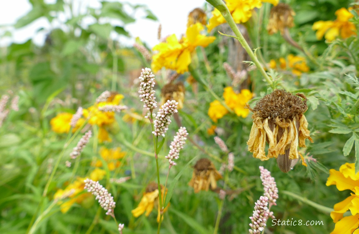 Smartweed blooms next to yellow Marigold blooms