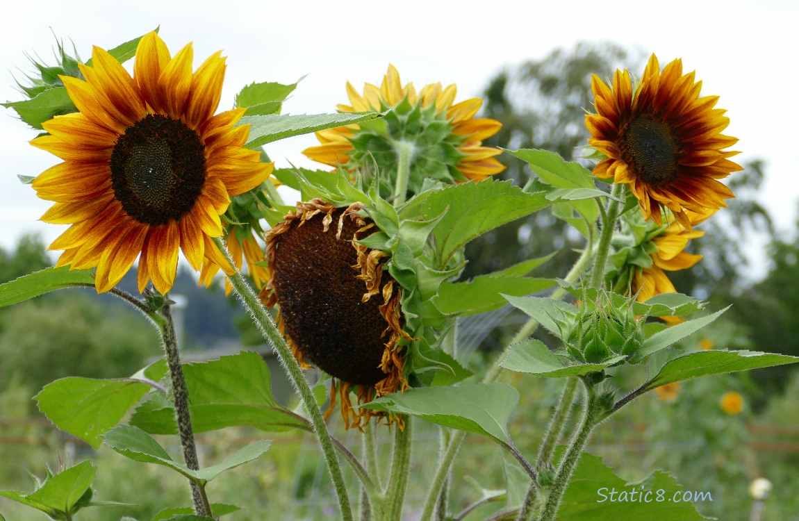 Sunflower blooms