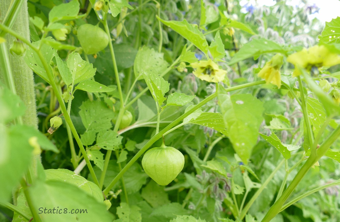 Tomatillo husks growing on the vine