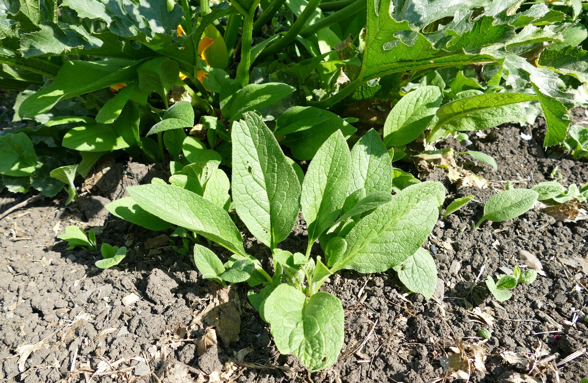 Comfrey growing close to a big Zuchinni plant