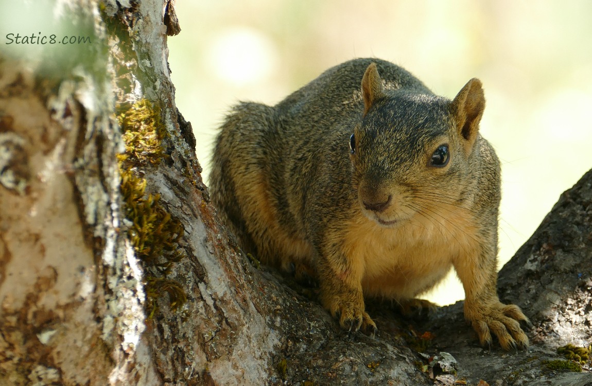 Squirrel sitting in the crook of a tree trunk