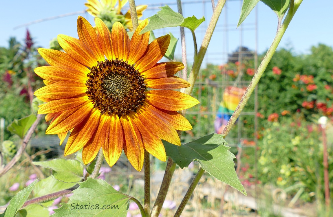 Sunflower bloom with red flowers and sky in the background