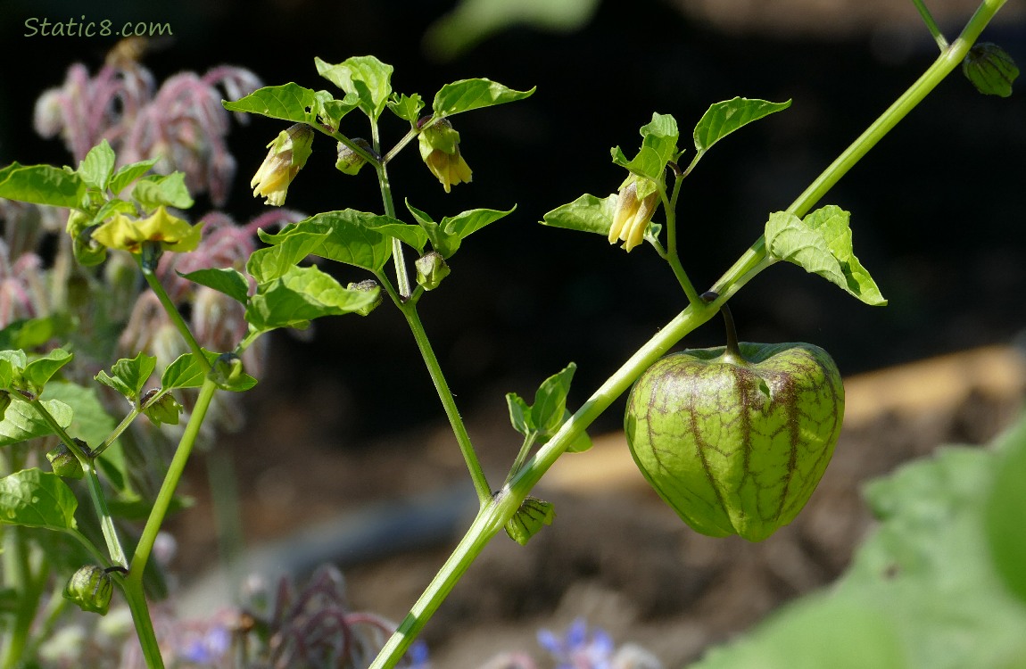 Tomatillo husk ripening on the vine