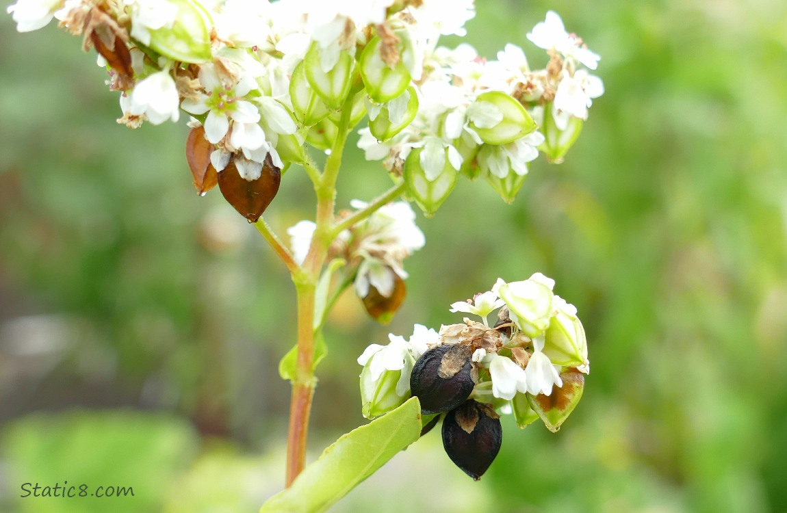 Buckwheat seed heads