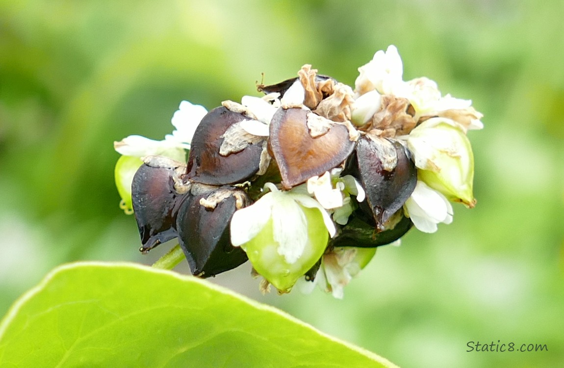 Buckwheat seed heads