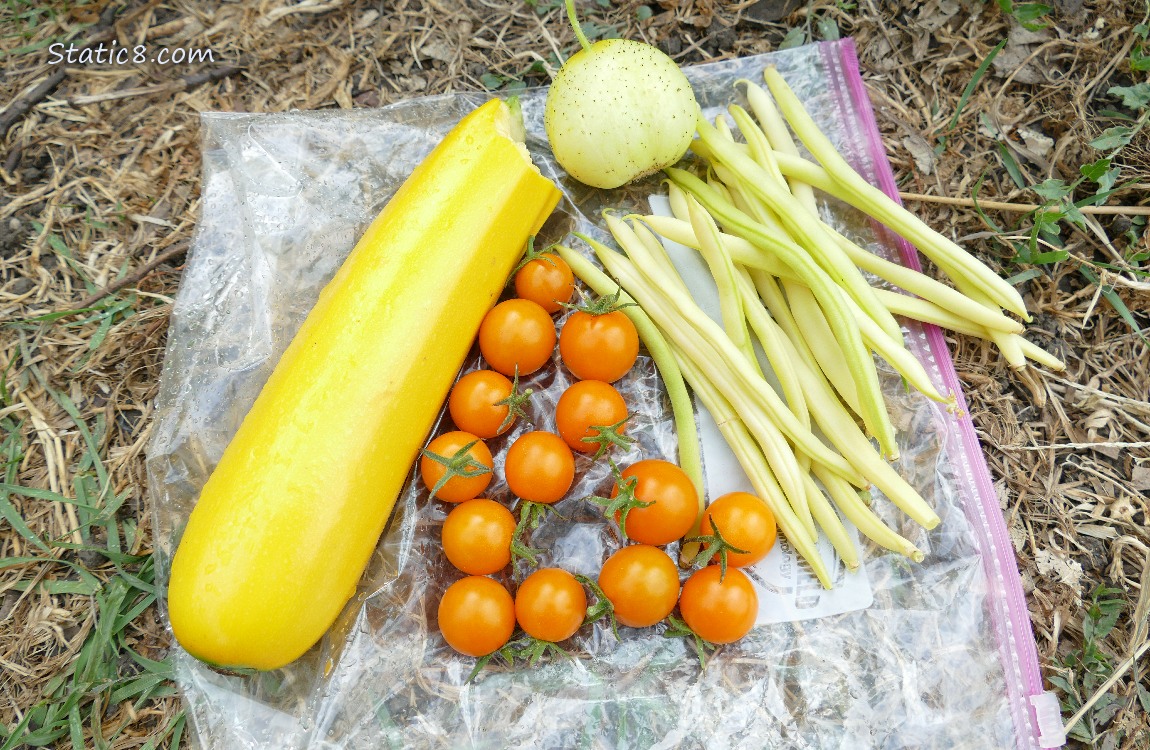 Harvested veggies laying on the ground