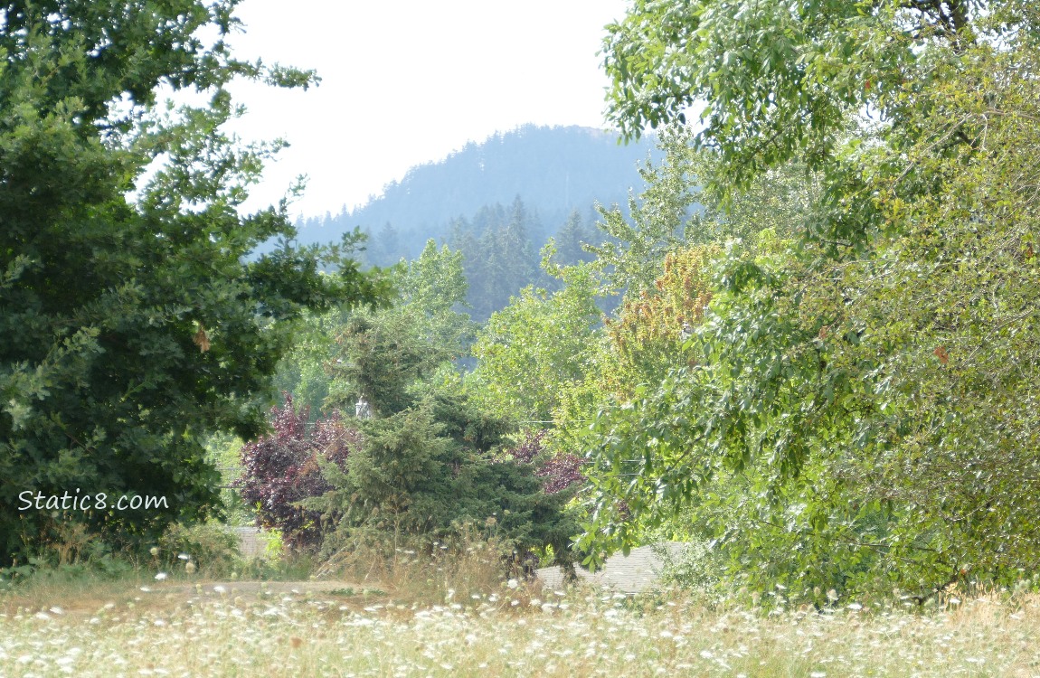 Trees on the hill in the distance