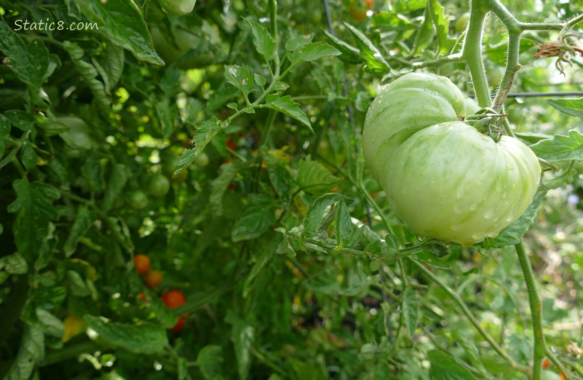 Green tomato ripening on the vine