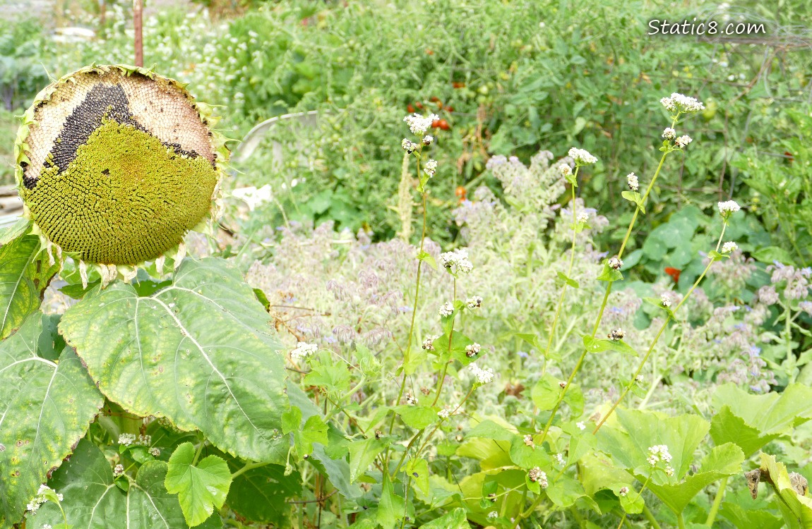 Garden plot