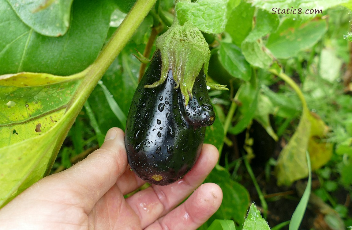 Eggplant fruit, ripening on the vine