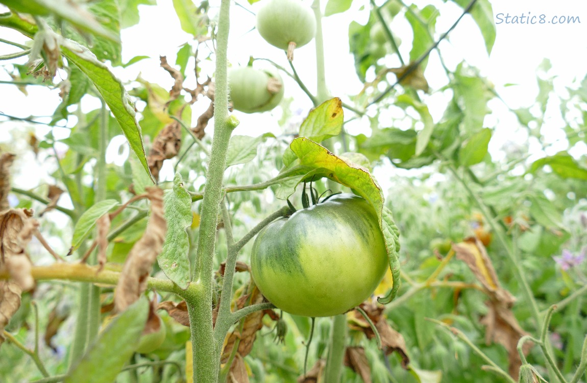 Tomato plant with dead leaves and green fruits