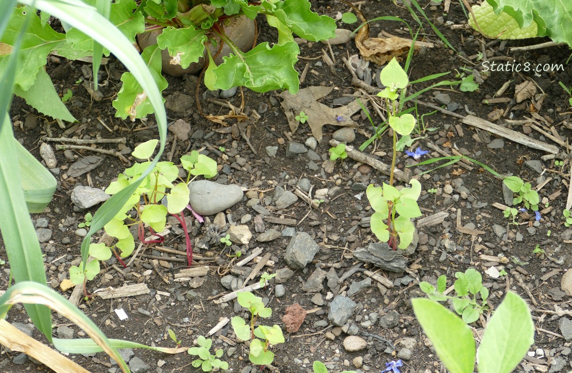 Buckwheat seedlings