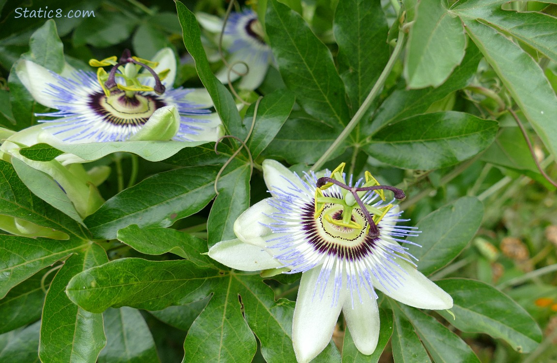 Passion fruit flowers