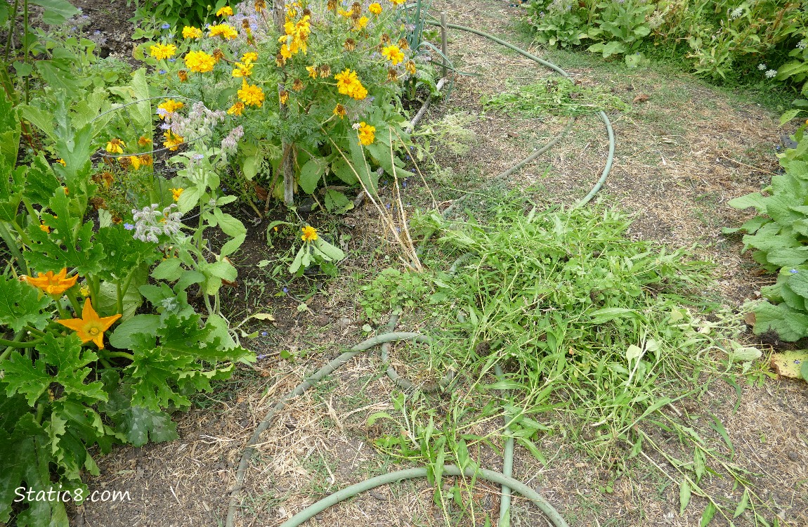 pile of weeds in the pathway