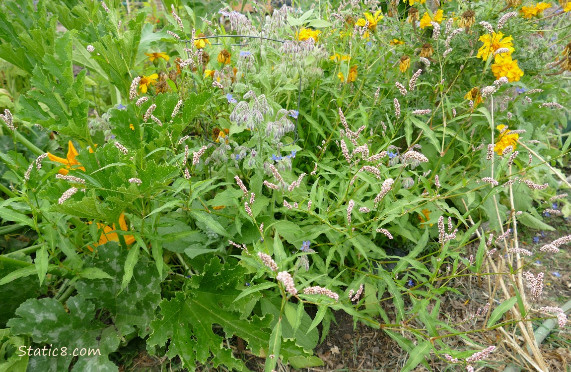 Smartweed in with the Marigolds