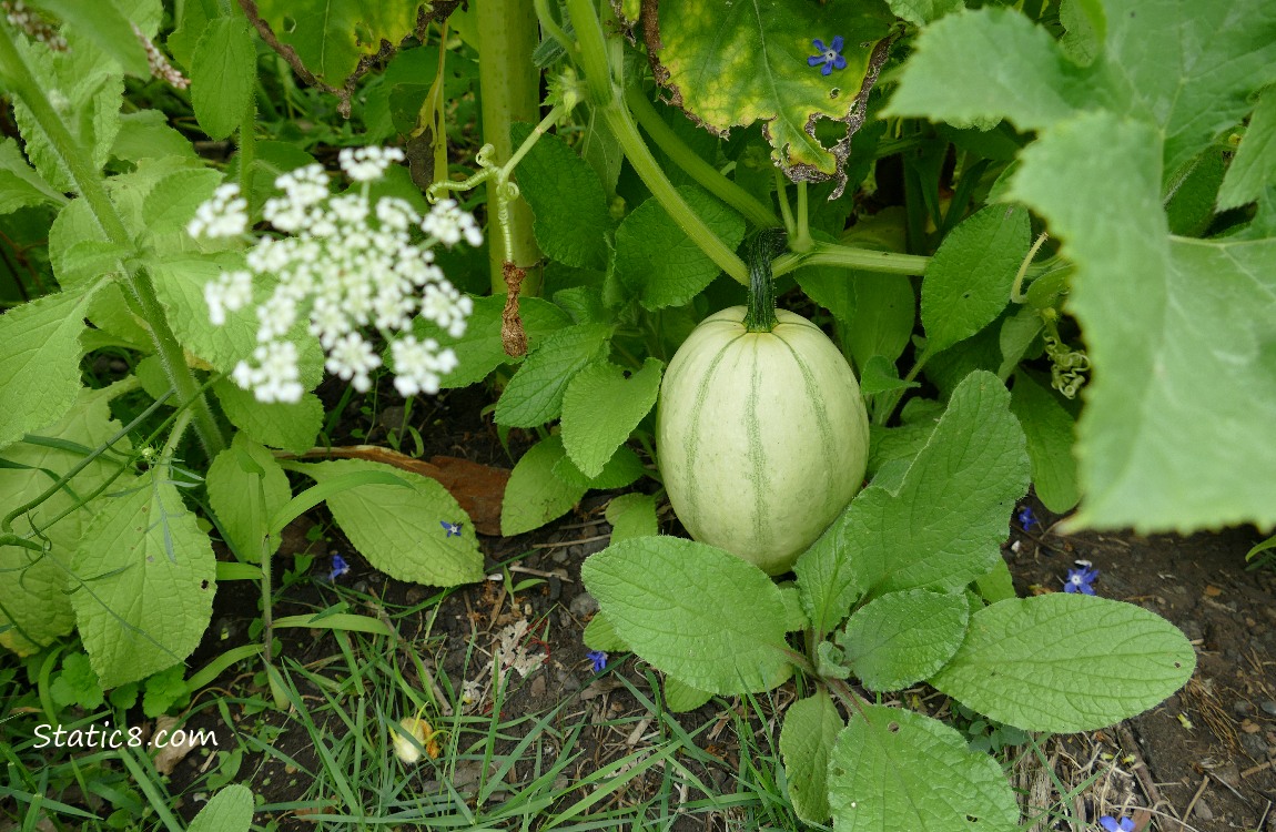 Spaghetti Squash growing on the vine