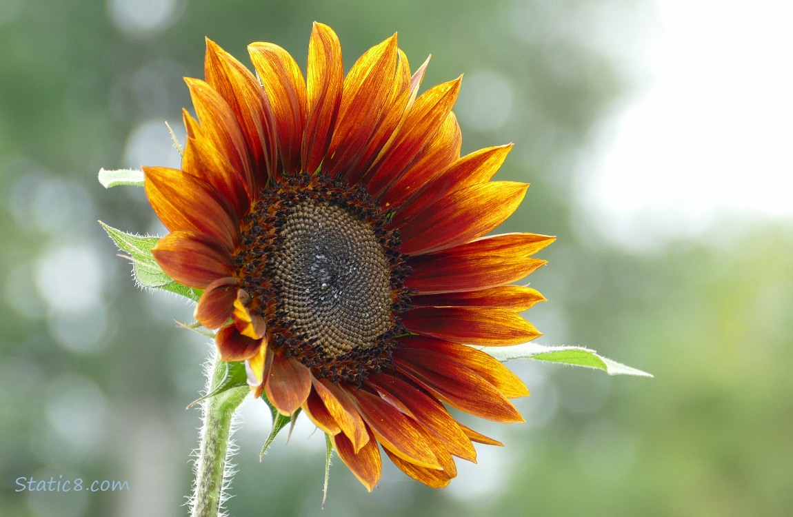 Red Sunflower bloom