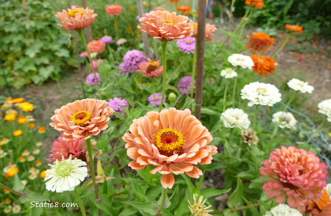 Zinnia blooms of different colours