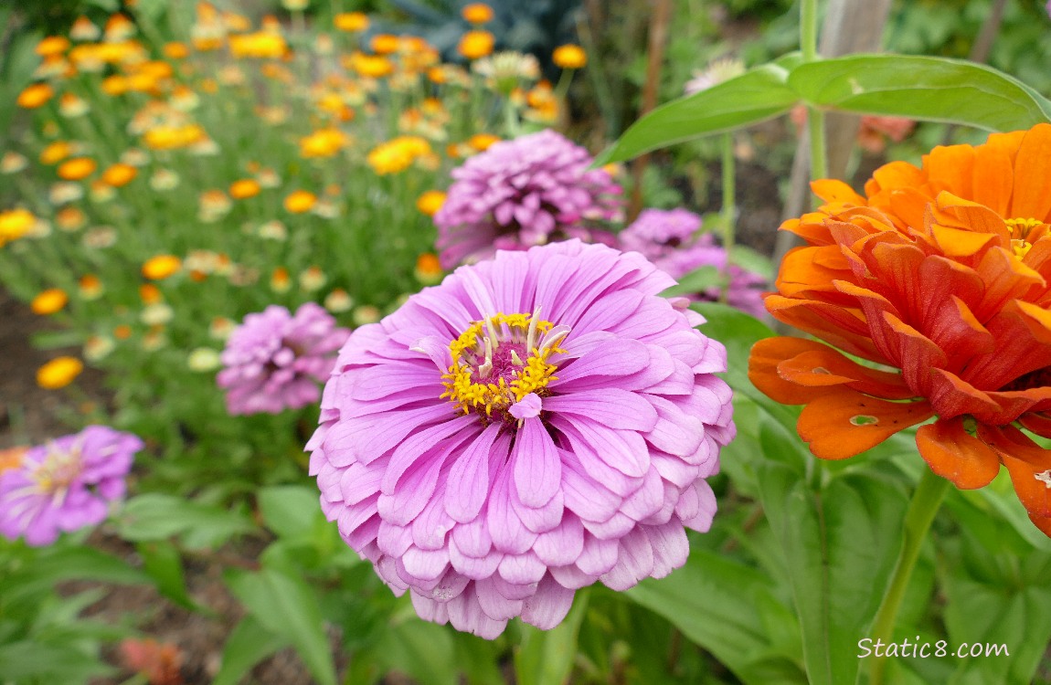 Purple Zinnia blooms with orange blooms in the background