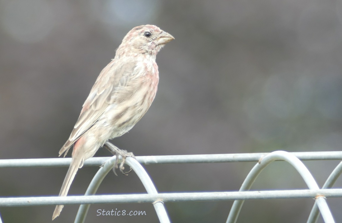 House Finch standing on an empty wire trellis