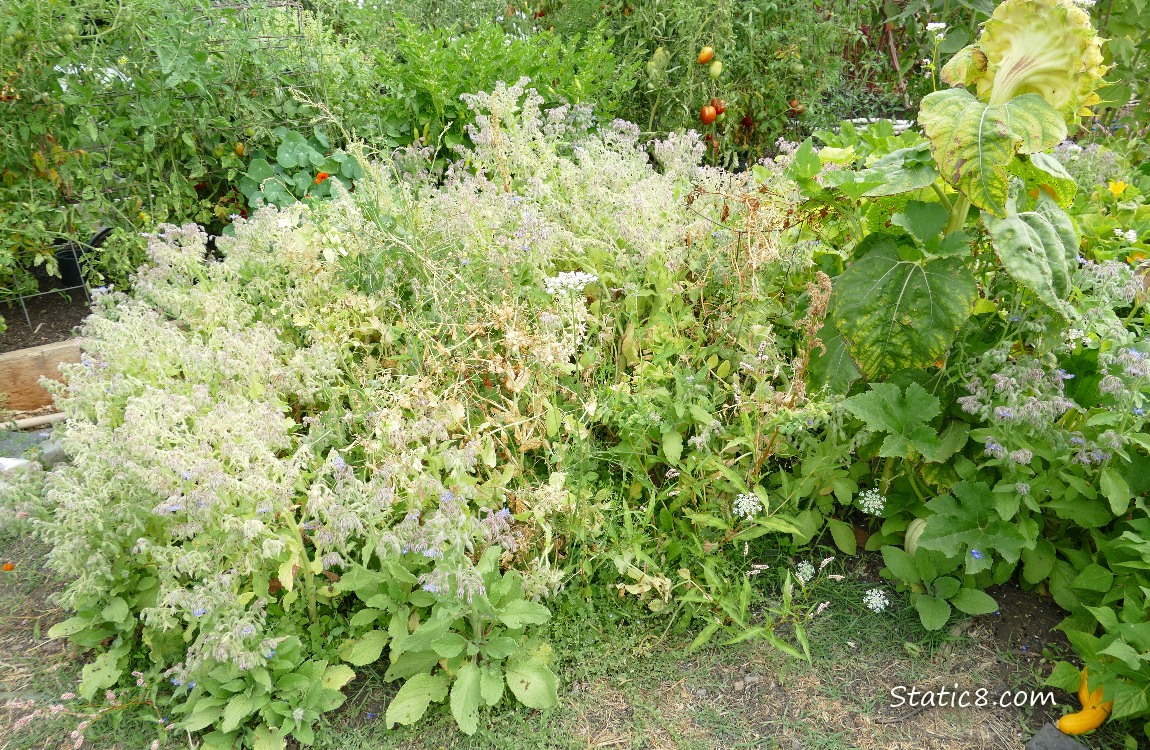 garden plot