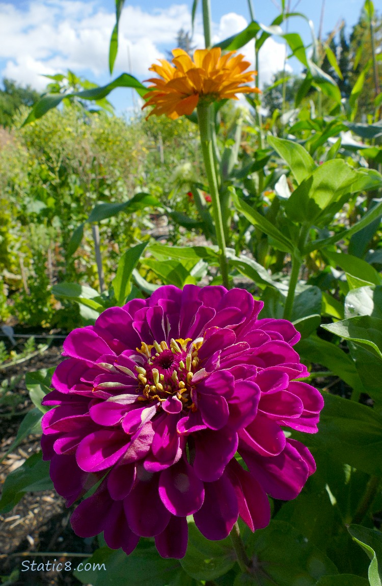 Purple and orange Zinnia blooms