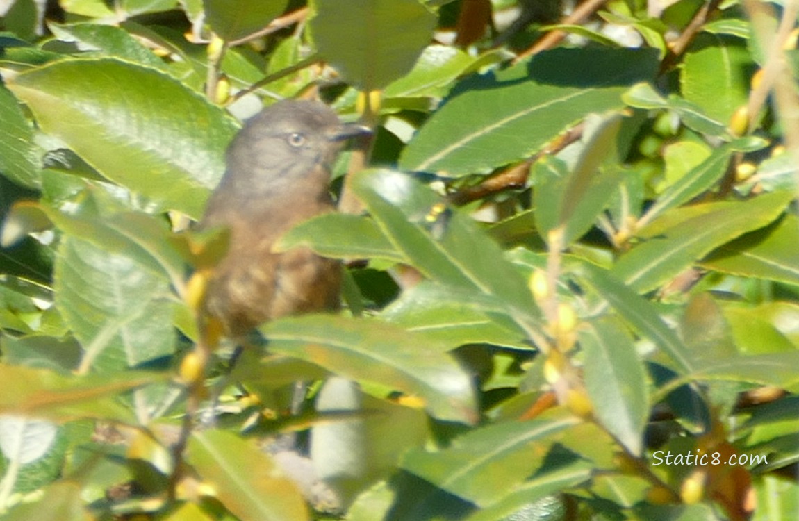 Blurry Bushtit sitting in a tree surrounded by green leaves