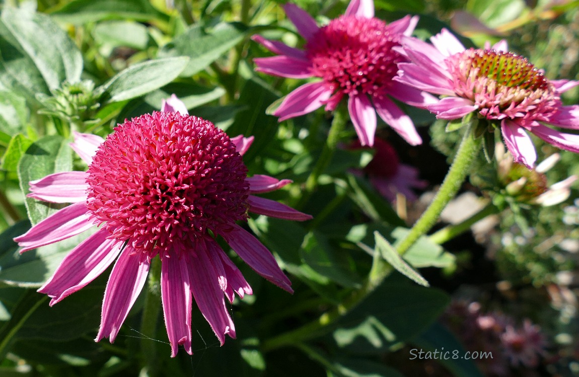 brigh pink Echinacea blooms